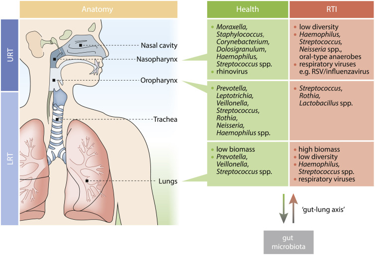 Oral Cavity Microbiome Impact on Respiratory Infections Among Children.