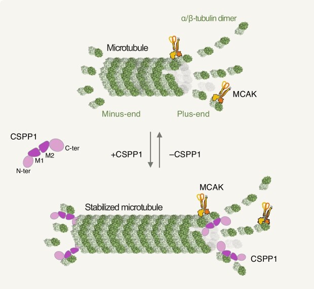 CSPP1 preserves quiescent microtubule functions by dual-end capping.