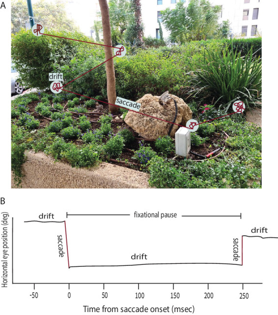 Seeing on the fly: Physiological and behavioral evidence show that space-to-space representation and processing enable fast and efficient performance by the visual system.