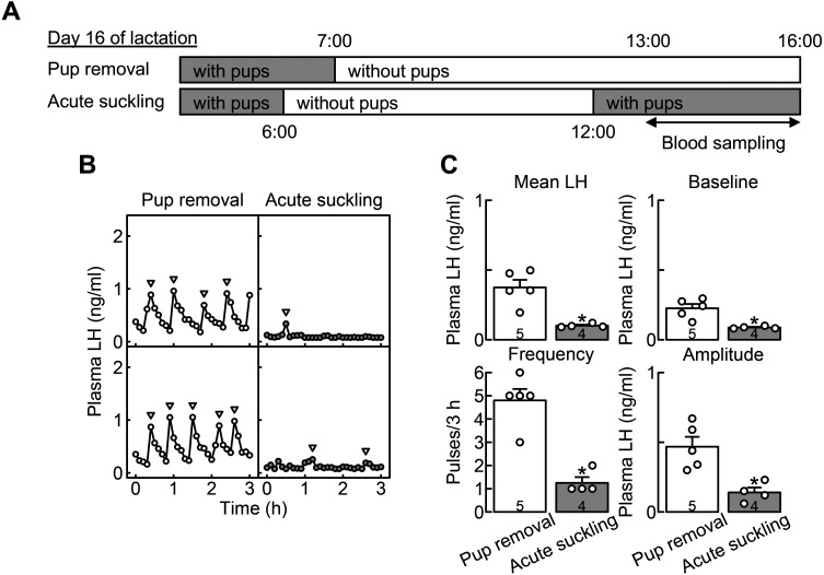 Central δ/κ opioid receptor signaling pathways mediate chronic and/or acute suckling-induced LH suppression in rats during late lactation.