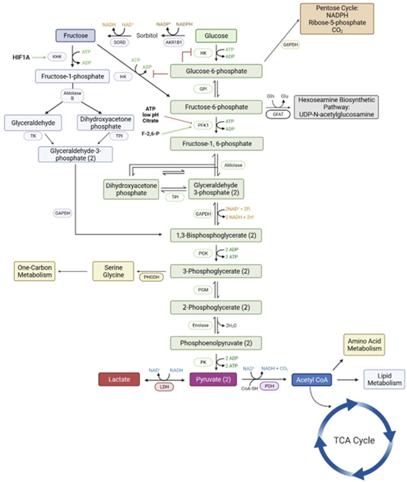 Fructose metabolism is unregulated in cancers and placentae.