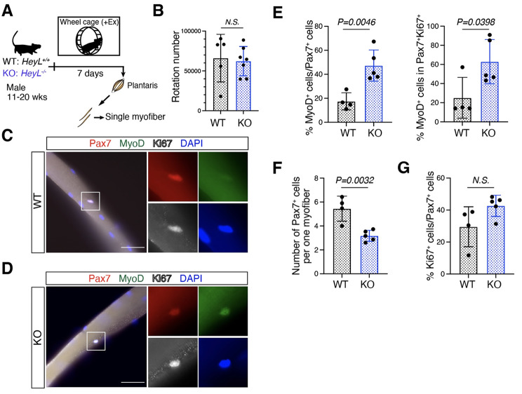 Decreased number of satellite cells-derived myonuclei in both fast- and slow-twitch muscles in HeyL-KO mice during voluntary running exercise.