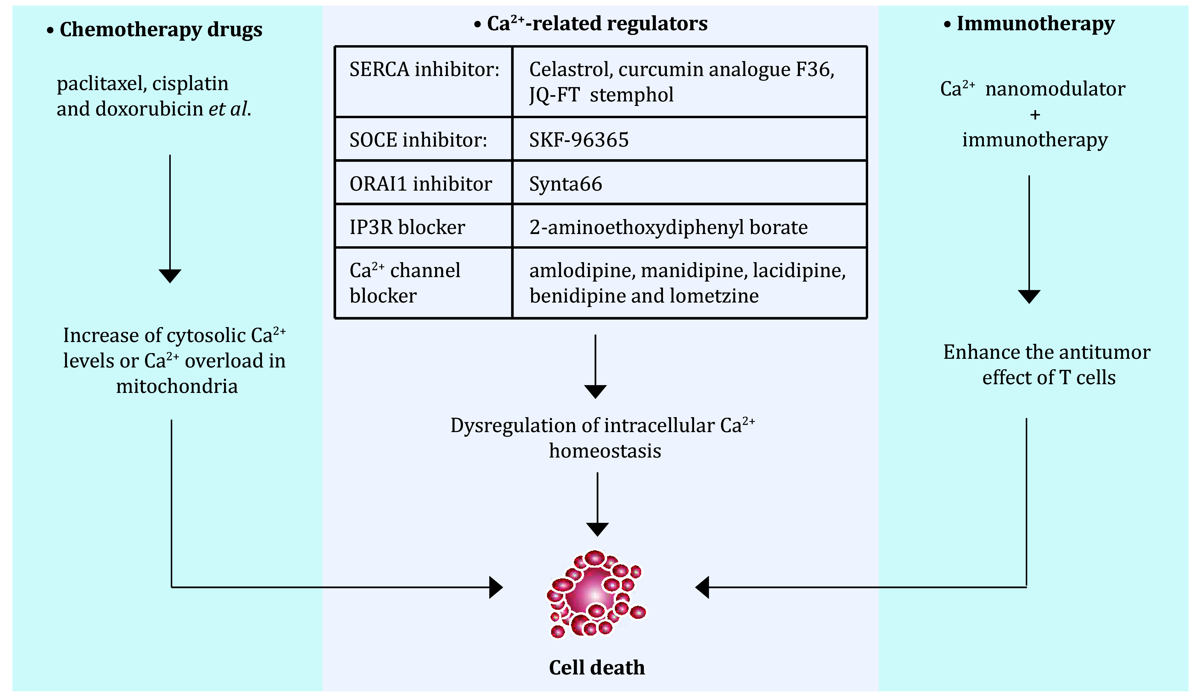 Ca<sup>2+</sup> homeostasis: a potential target for cancer therapies.