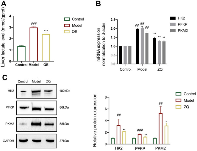 Quercetin alleviates liver fibrosis via regulating glycolysis of liver sinusoidal endothelial cells and neutrophil infiltration.