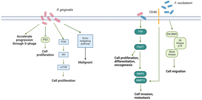 Periodontal pathogens and cancer development.