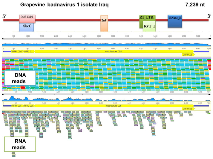 High-Throughput Sequencing Identified Multiple Fig Viruses and Viroids Associated with Fig Mosaic Disease in Iraq.