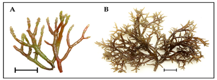 Advanced Extraction Techniques and Physicochemical Properties of Carrageenan from a Novel <i>Kappaphycus alvarezii</i> Cultivar.