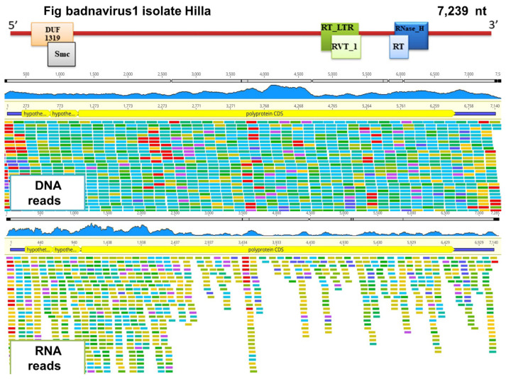 High-Throughput Sequencing Identified Multiple Fig Viruses and Viroids Associated with Fig Mosaic Disease in Iraq.