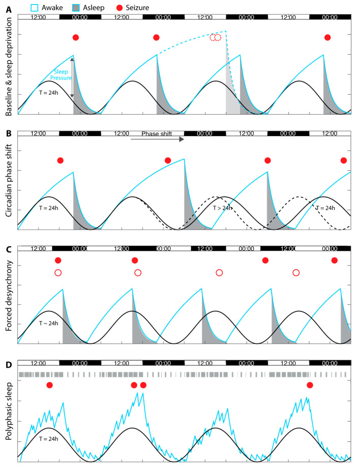 Timing Mechanisms for Circadian Seizures.
