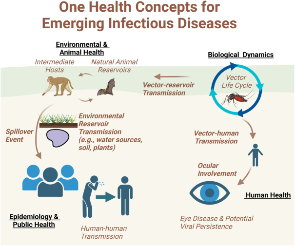Emerging Infectious Diseases and the Eye: Ophthalmic Manifestations, Pathogenesis, and One Health Perspectives.