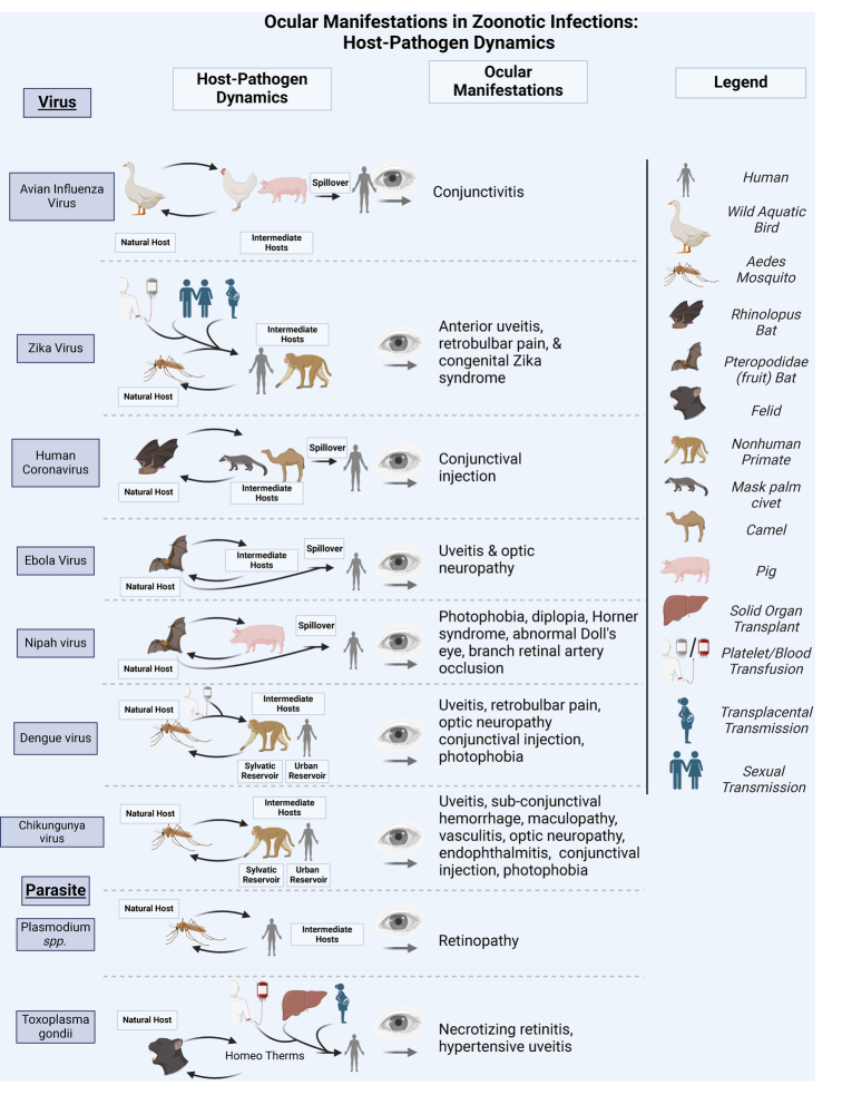 Emerging Infectious Diseases and the Eye: Ophthalmic Manifestations, Pathogenesis, and One Health Perspectives.