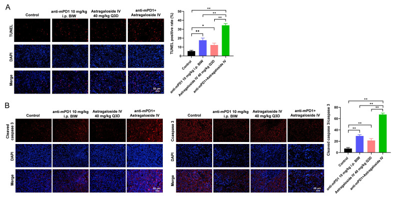 Astragaloside IV augments anti-PD-1 therapy to suppress tumor growth in lung cancer by remodeling the tumor microenvironment.