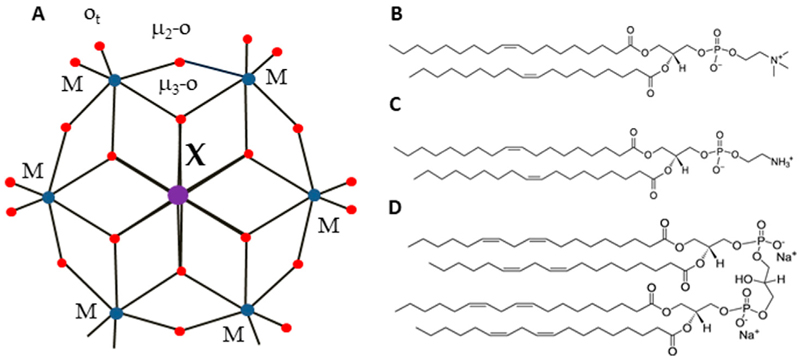 Molecular interactions at the interface: polyoxometalates of the Anderson-Evans type and lipid membranes.
