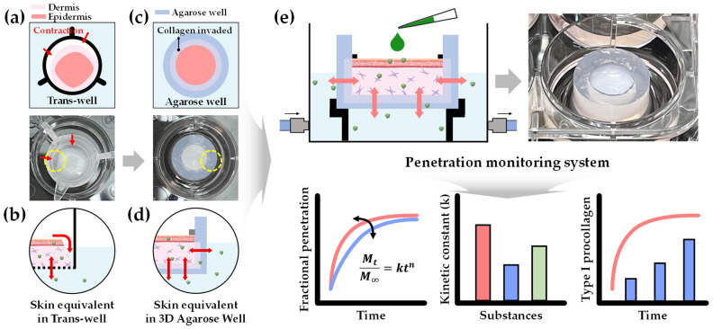 Tailored 3D Agarose-Well Integrated with Human Skin Equivalents for Enhanced Skin Penetration Assessment.