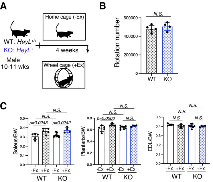 Decreased number of satellite cells-derived myonuclei in both fast- and slow-twitch muscles in HeyL-KO mice during voluntary running exercise.