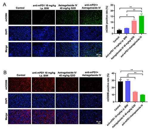 Astragaloside IV augments anti-PD-1 therapy to suppress tumor growth in lung cancer by remodeling the tumor microenvironment.