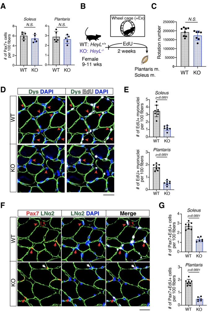 Decreased number of satellite cells-derived myonuclei in both fast- and slow-twitch muscles in HeyL-KO mice during voluntary running exercise.