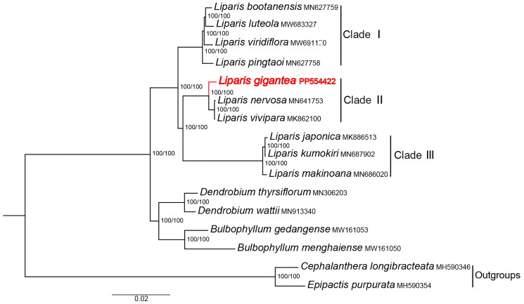 Characterization of the complete chloroplast genome of <i>Liparis gigantea</i> (Orchidaceae).