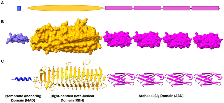 Structural and functional insights from the sequences and complex domain architecture of adhesin-like proteins from <i>Methanobrevibacter smithii</i> and <i>Methanosphaera stadtmanae</i>.