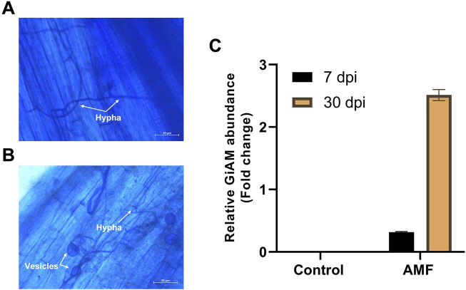 Transcriptomic insights into mycorrhizal interactions with tomato root: a comparative study of short- and long-term post-inoculation responses.