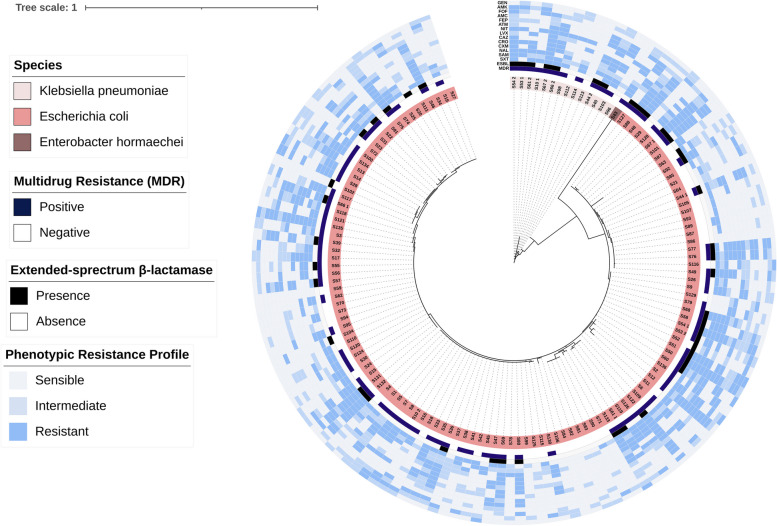 Molecular identification and antimicrobial resistance patterns of enterobacterales in community urinary tract infections among indigenous women in Ecuador: addressing microbiological misidentification.