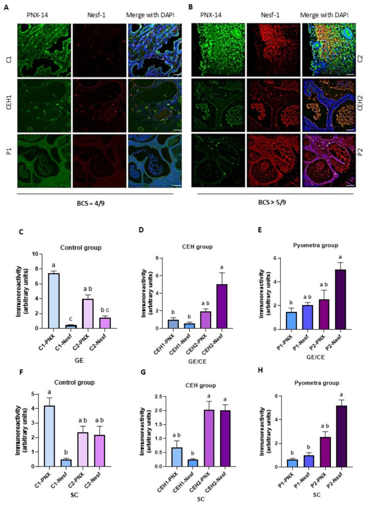 Nesfatin-1 expression and blood plasma concentration in female dogs suffering from cystic endometrial hyperplasia and pyometra and its possible interaction with phoenixin-14.