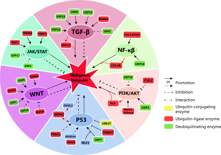 Ubiquitination in osteosarcoma: unveiling the impact on cell biology and therapeutic strategies.