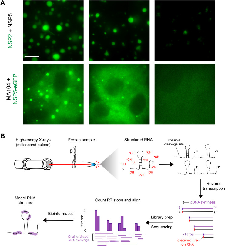 Phase separation and viral factories: unveiling the physical processes supporting RNA packaging in dsRNA viruses.