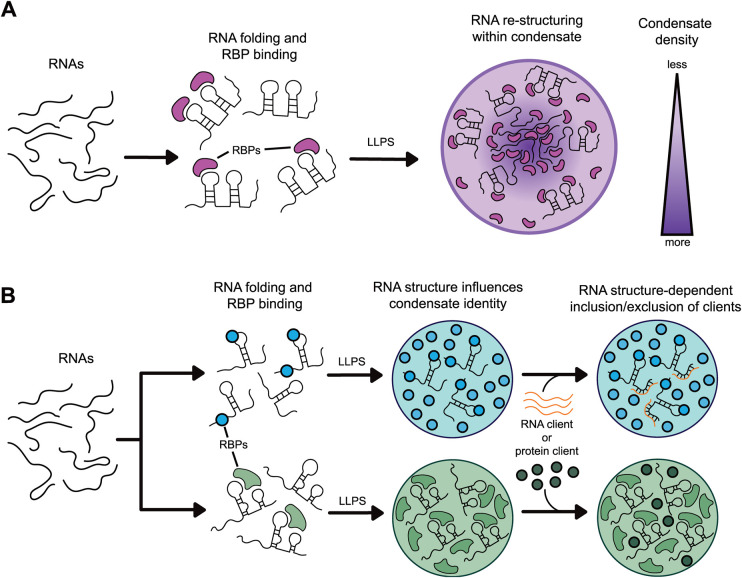 Phase separation and viral factories: unveiling the physical processes supporting RNA packaging in dsRNA viruses.