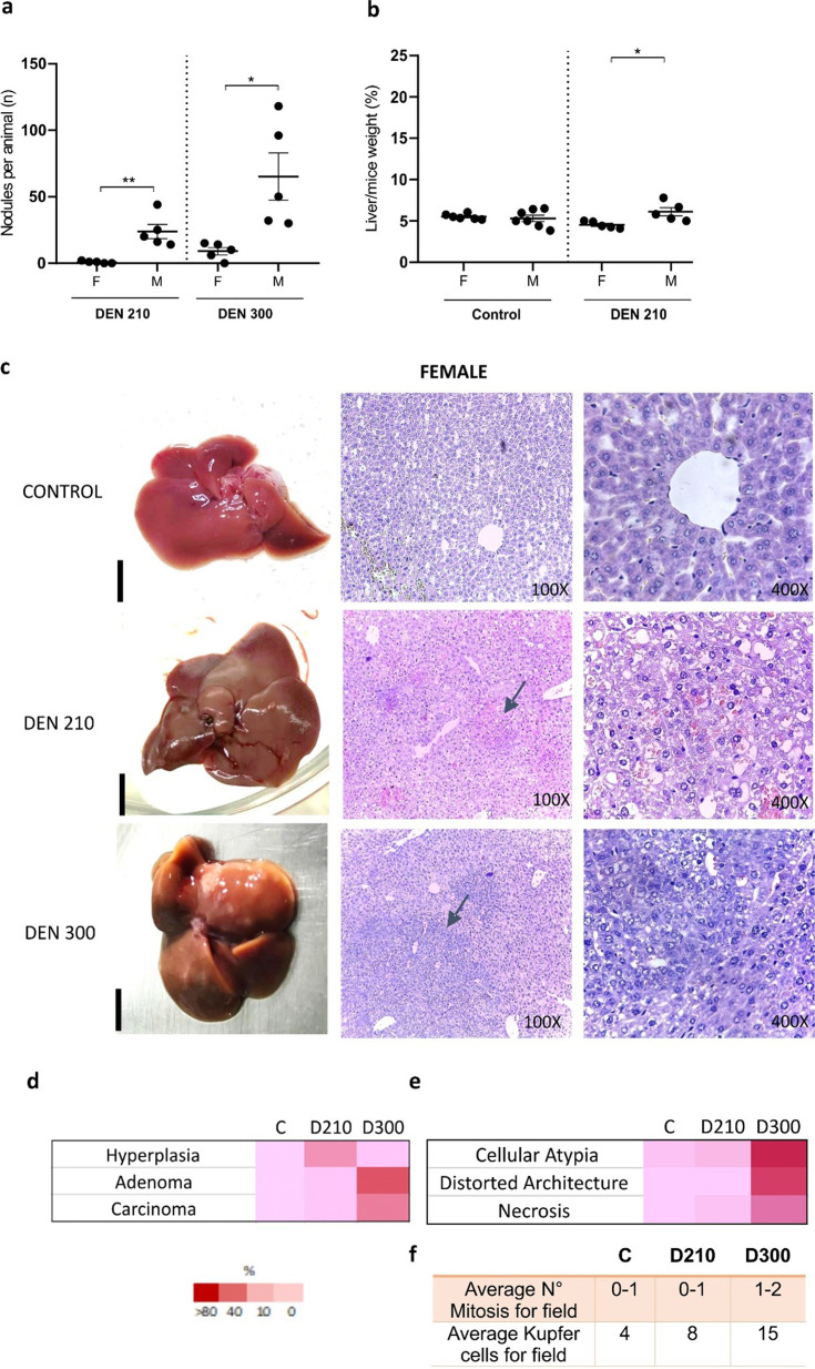 Resistance against the development of diethylnitrosamine-induced hepatocellular carcinoma in female C3H mice: an experimental model.