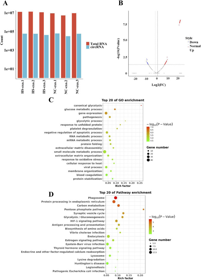 Exosomal circPTPRK promotes angiogenesis after radiofrequency ablation in hepatocellular carcinoma.