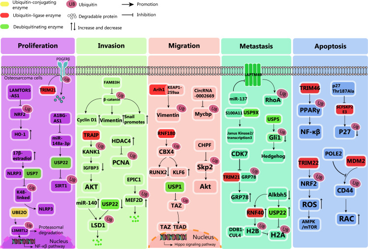 Ubiquitination in osteosarcoma: unveiling the impact on cell biology and therapeutic strategies.