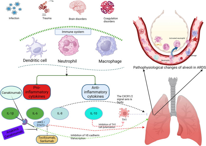Progress in cytokine research for ARDS: A comprehensive review.