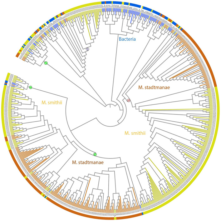 Structural and functional insights from the sequences and complex domain architecture of adhesin-like proteins from <i>Methanobrevibacter smithii</i> and <i>Methanosphaera stadtmanae</i>.