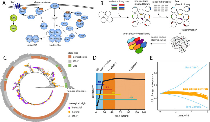 Massively parallel interrogation of the fitness of natural variants in ancient signaling pathways reveals pervasive local adaptation.