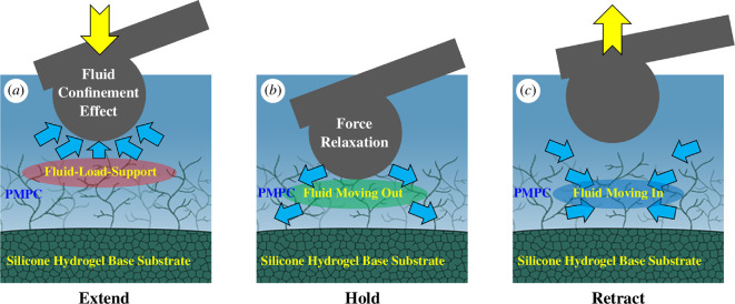 Fluid confinement within a branched polymer structure enhances tribological performance of a poly(2-methacryloyloxyethyl phosphorylcholine)-surface-modified contact lens.
