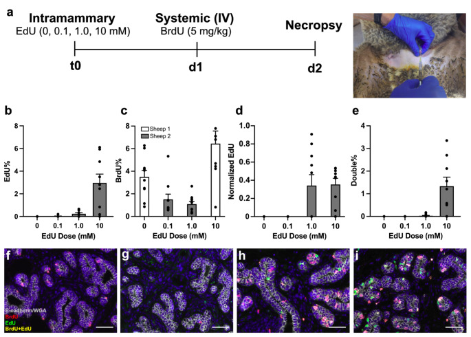 Intramammary Labeling of Epithelial Cell Division.