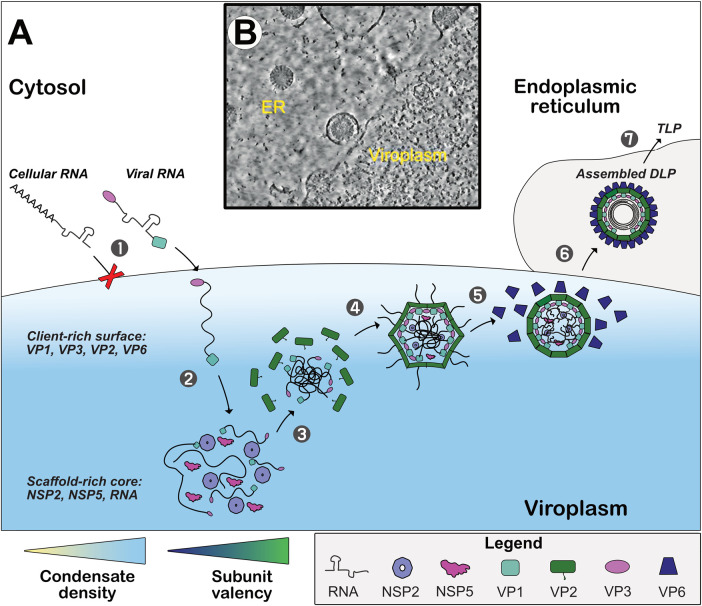 Phase separation and viral factories: unveiling the physical processes supporting RNA packaging in dsRNA viruses.