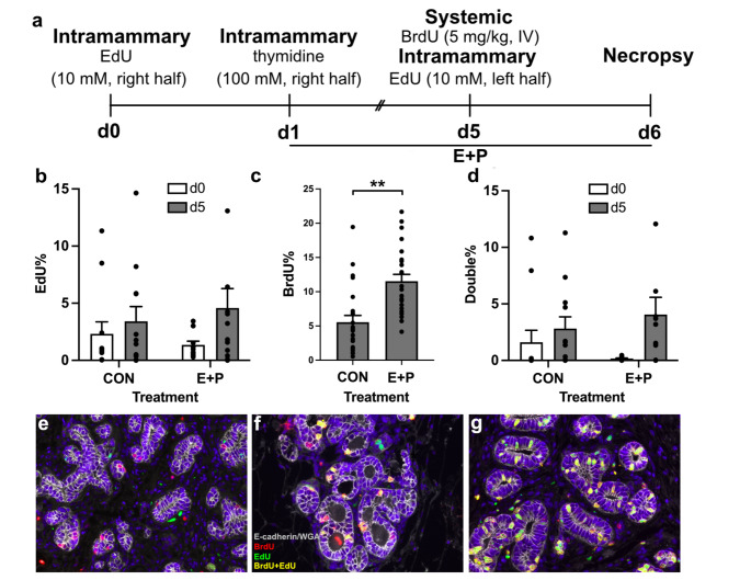 Intramammary Labeling of Epithelial Cell Division.