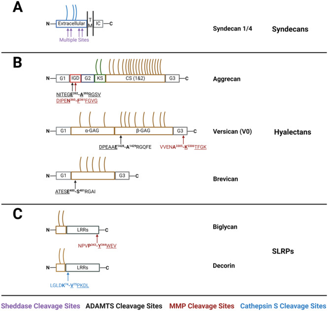 Soluble Proteoglycans and Proteoglycan Fragments as Biomarkers of Pathological Extracellular Matrix Remodeling.