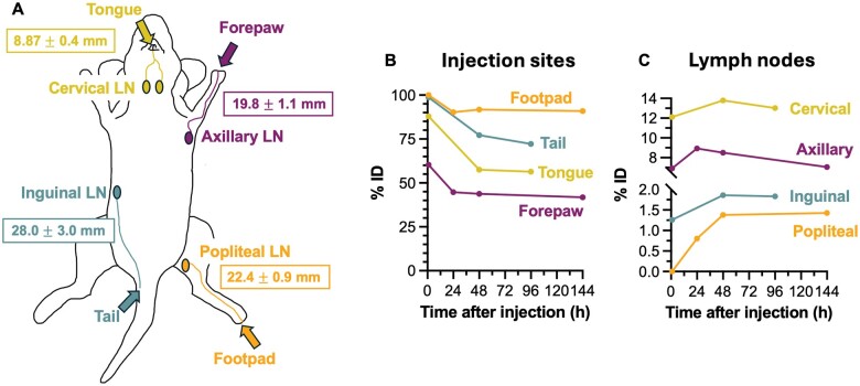 Magnetic particle imaging enables nonradioactive quantitative sentinel lymph node identification: feasibility proof in murine models.