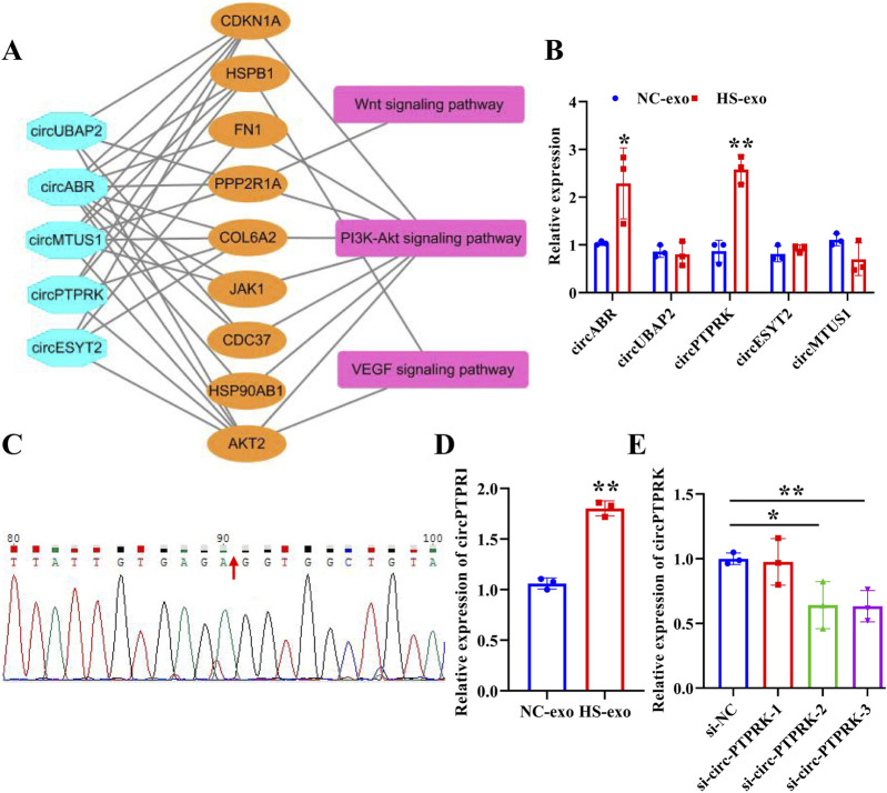 Exosomal circPTPRK promotes angiogenesis after radiofrequency ablation in hepatocellular carcinoma.