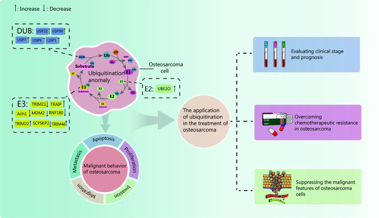Ubiquitination in osteosarcoma: unveiling the impact on cell biology and therapeutic strategies.