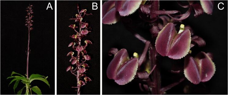Characterization of the complete chloroplast genome of <i>Liparis gigantea</i> (Orchidaceae).