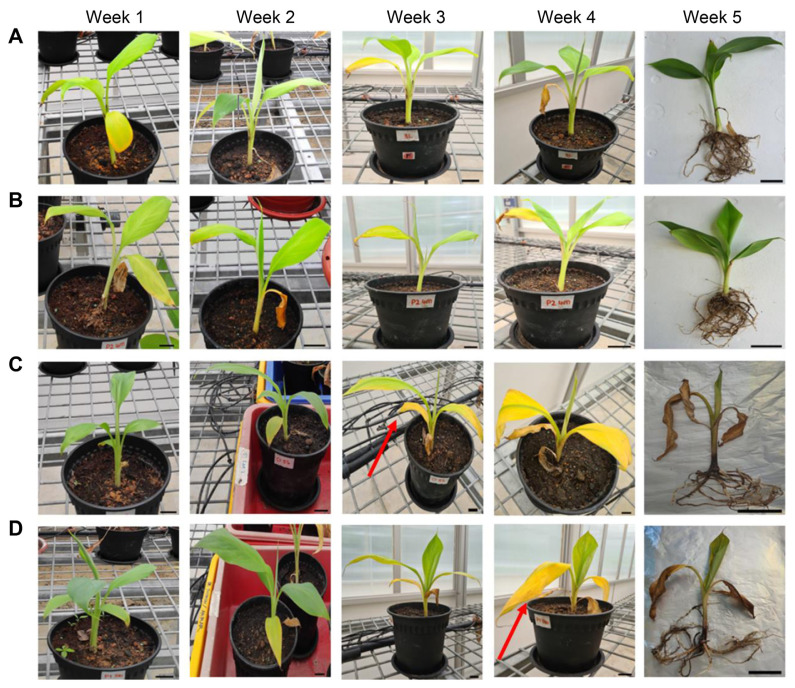 Assessing Cold Plasma's Impact on Banana Growth and Fusarium Wilt Control.