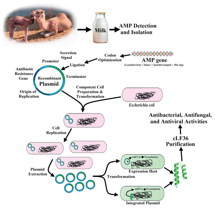 Recombinant Antimicrobial Peptides (rAMPs); Potential Applications in Medicine and Veterinary Medicine: A Review.