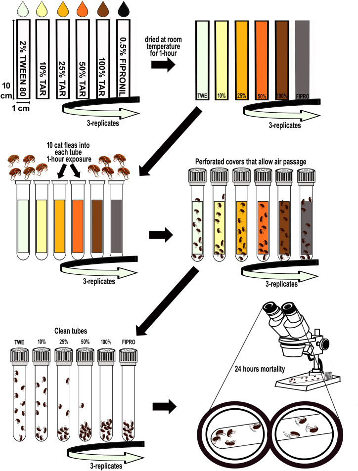 Insecticidal potential of <i>Cedrus libani</i> tar in eco-friendly control of cat flea, <i>Ctenocephalides felis</i>, from different populations in Türkiye.