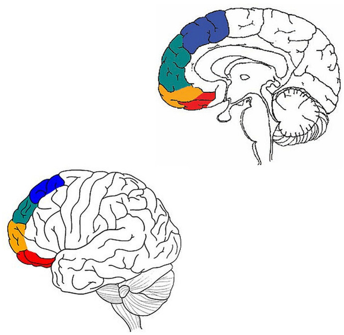 Editorial: The four streams of the prefrontal cortex.
