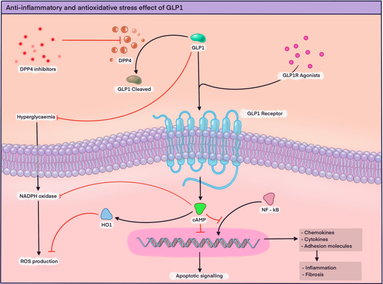 Kidney effects of Glucagon-Like Peptide 1 (GLP1): from molecular foundations to a pharmacophysiological perspective.