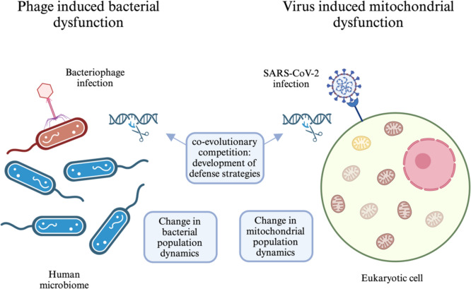 Viruses and Mitochondrial Dysfunction in Neurodegeneration and Cognition: An Evolutionary Perspective.